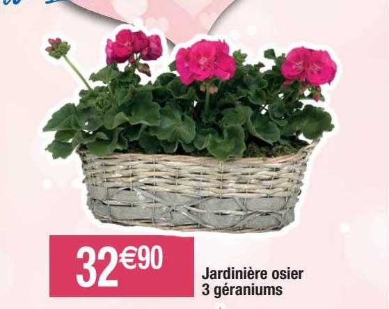 jardinière osier 3 géraniums