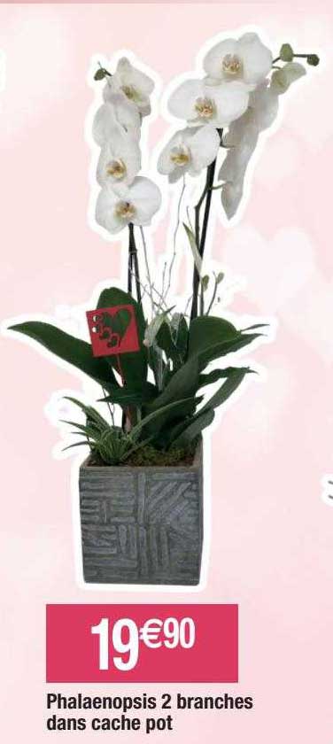 phalaenopsis 2 branches dans cache pot