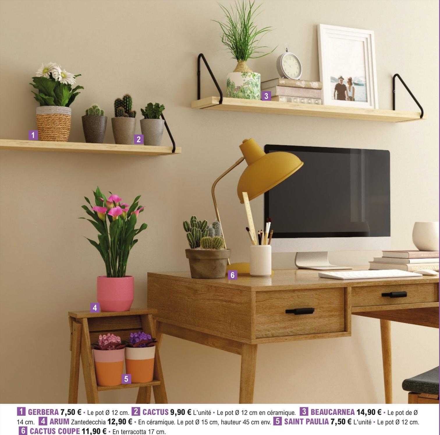 Gerbera, Cactus, Beaucarnea, Arum, Saint Paulia, Cactus Coupe