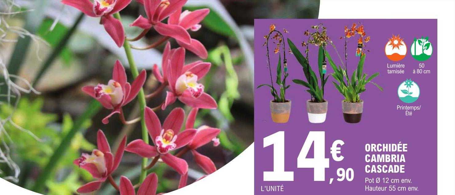 orchidée cambria cascade