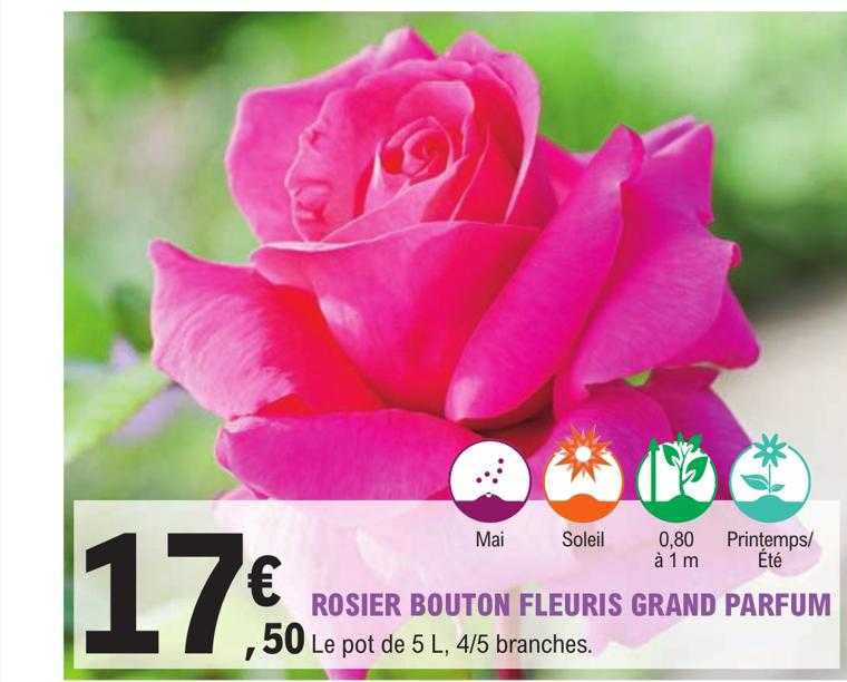 rosier bouton fleuris grand parfum