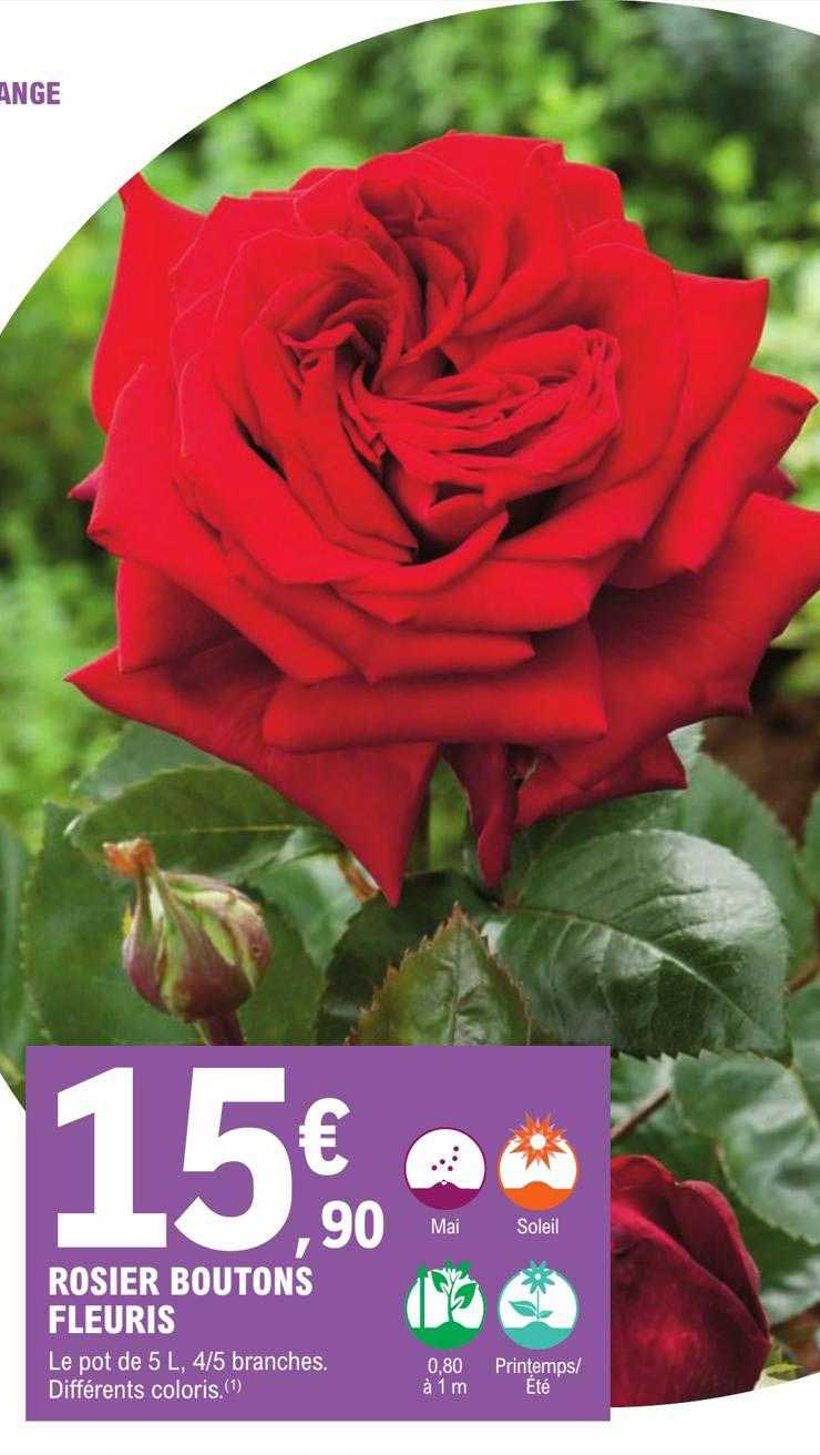 rosier boutons fleuris