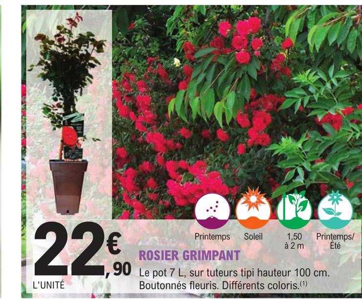 rosier grimpant