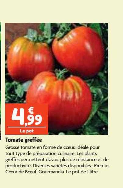 tomate greffée