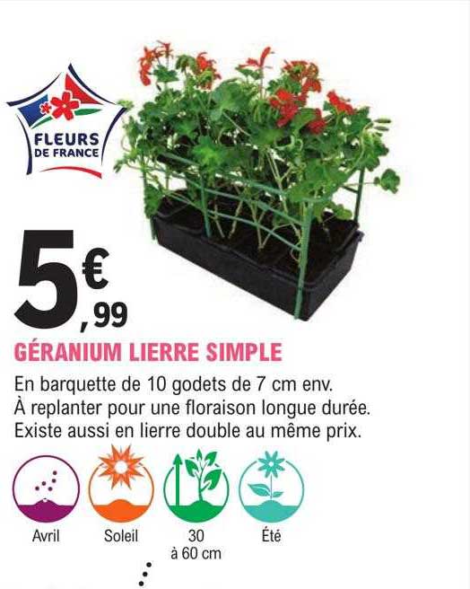 géranium lierre simple