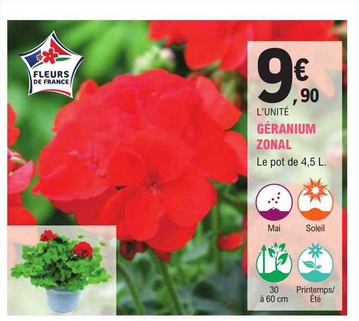géranium zonal