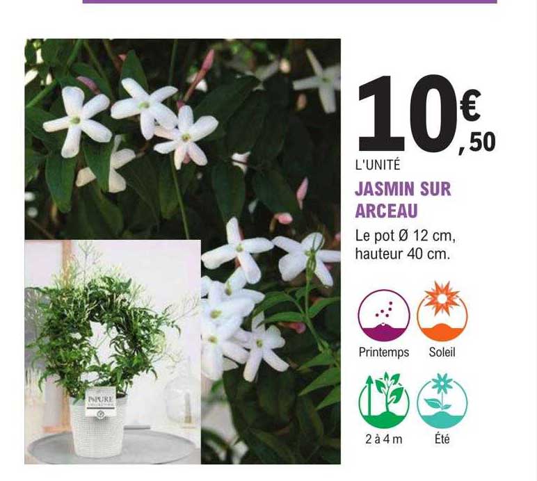 Jasmin Sur Arceau