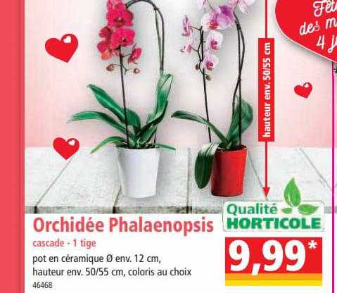 orchidée phalaenopsis cascade - 1 tige