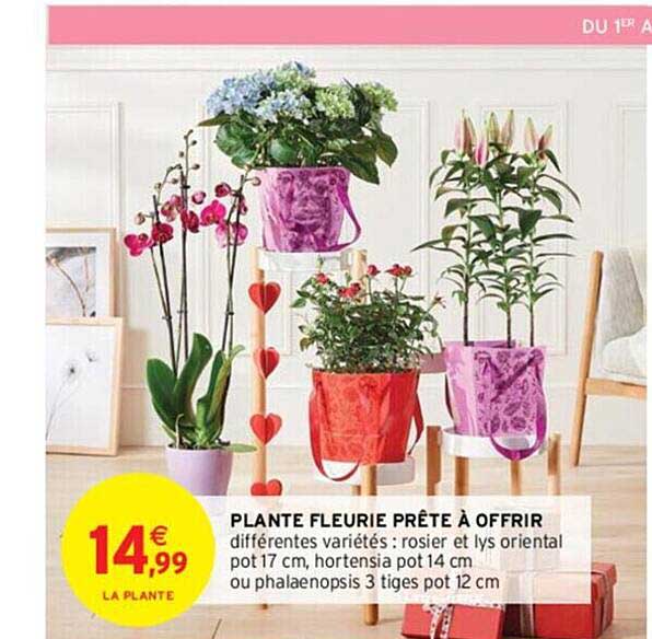 plante fleurie prête à offrir