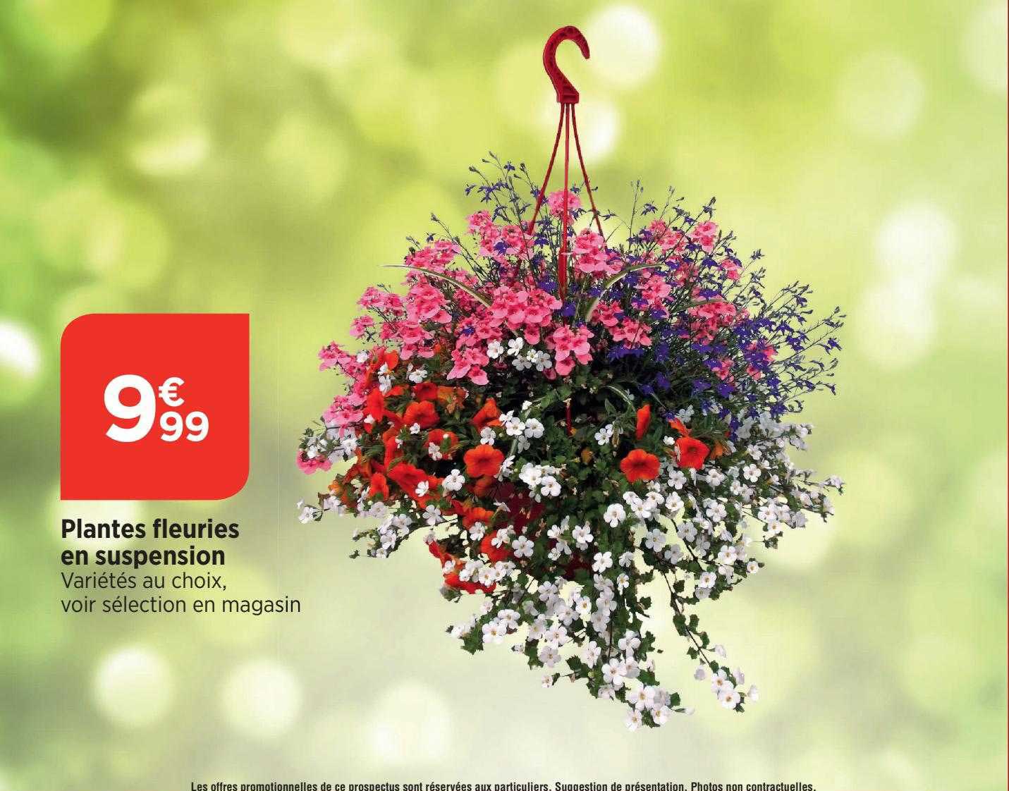 plantes fleuries en suspension