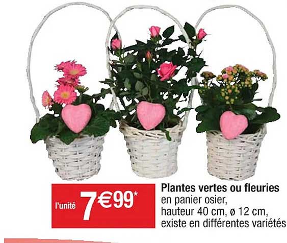 plantes vertes ou fleuries