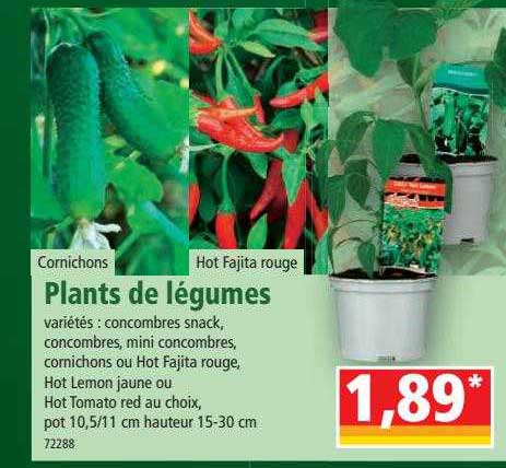 plants de légumes