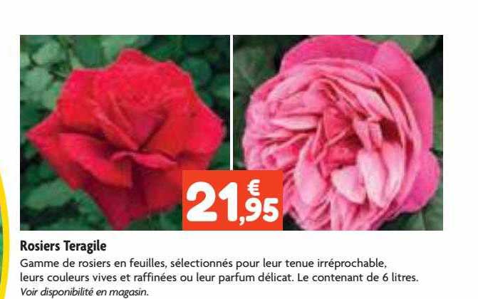 rosiers teragile