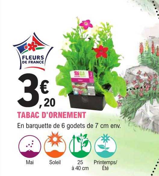 tabac d'ornement