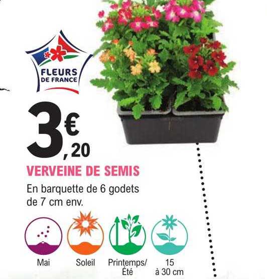 verveine de semis