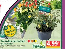 Tomates De Balcon