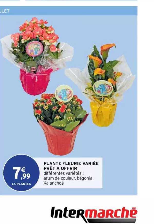 Plante Fleurie Variée Prêt à Offrir