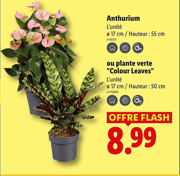 Anthurium