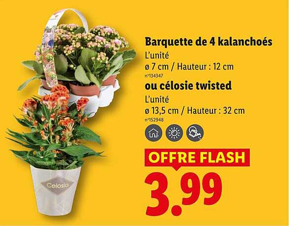 Barquette de 4 kalanchoés