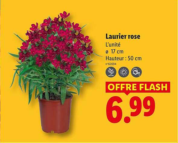Laurier rose