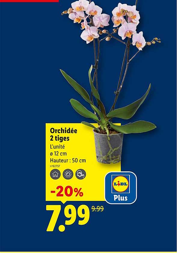 Orchidée 2 tiges