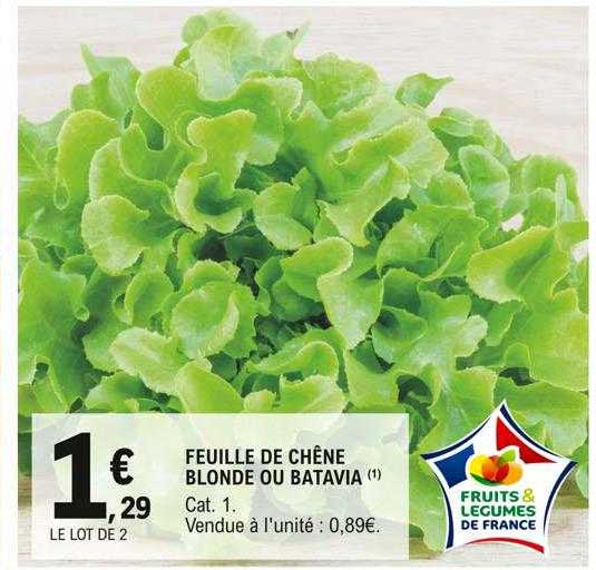 Feuille De Chêne Blonde Ou Batavia
