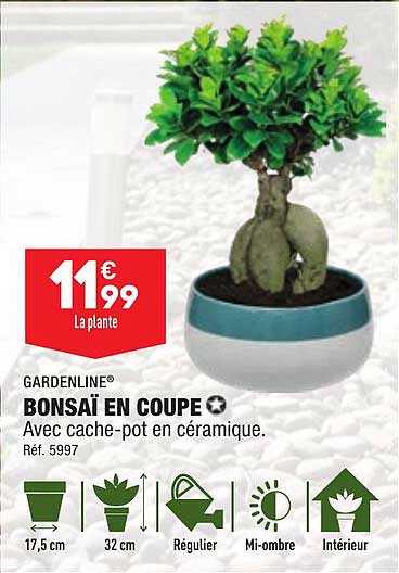 Bonsaï En Coupe Gardenline