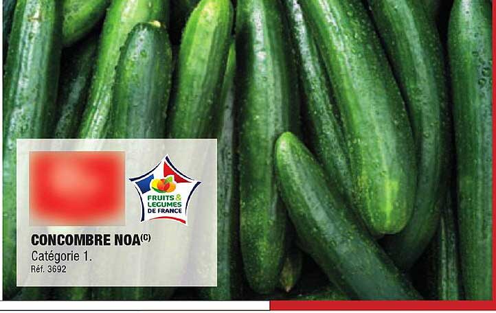 Concombre Noa