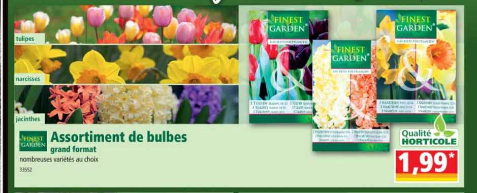 Assortiment De Bulbes Grand Format Finest Garden