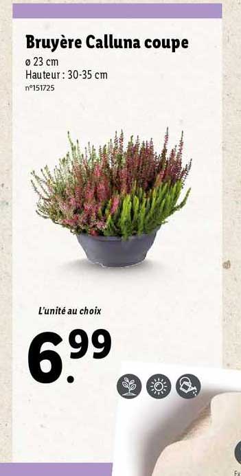 Bruyère Calluna Coupe