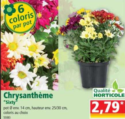 chrysanthème "sixty"