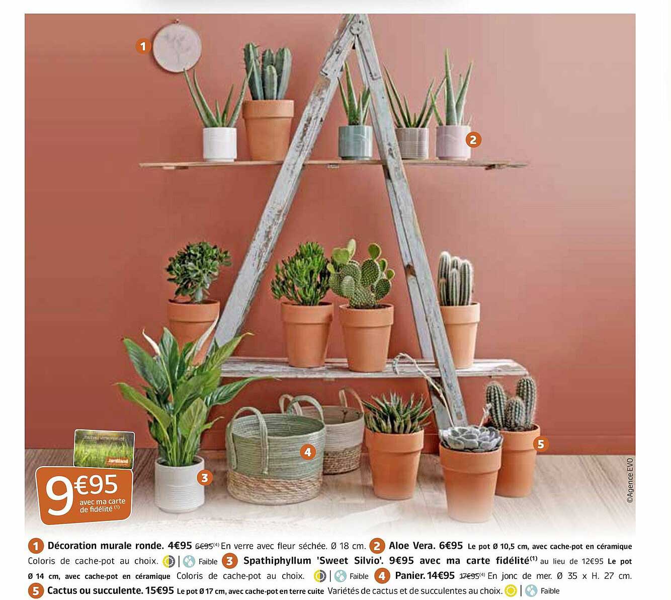 décoration murale ronde, aloé véra, spathiphyllum "sweet silvio", panier, cactus ou succulente