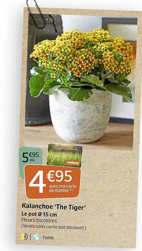 kalanchoe "the tiger"