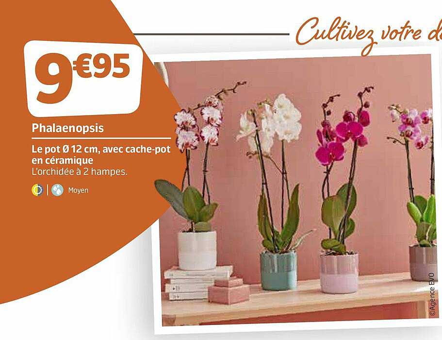 phalaenopsis : le pot 12 cm, avec cache-pot en céramique