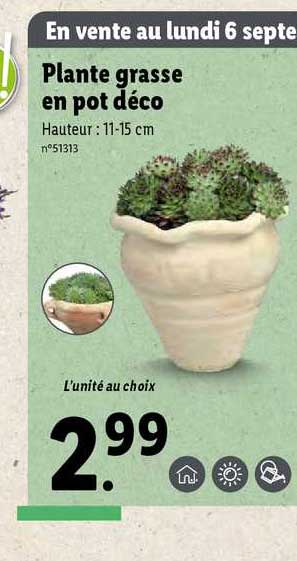 plante grasse en pot déco