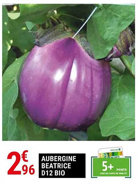 aubergine beatrice d12 bio