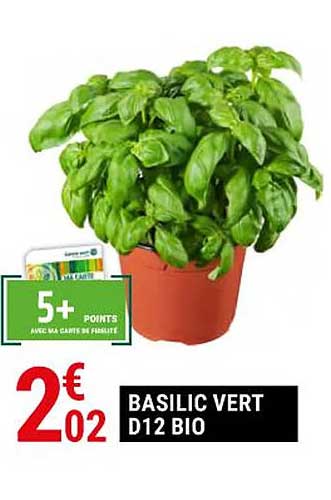 basilic vert d12 bio