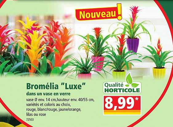 bromélia "luxe" dans un vase en verre