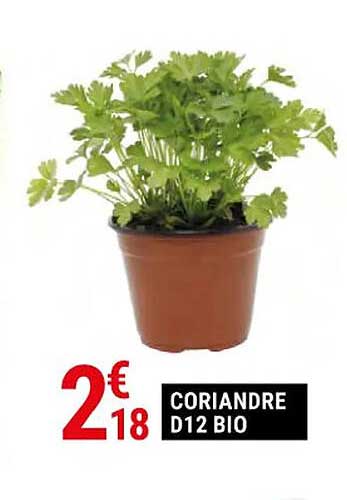 coriandre d12 bio