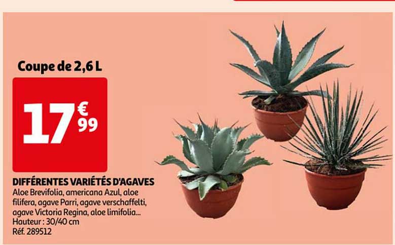 différentes variétés d'agaves