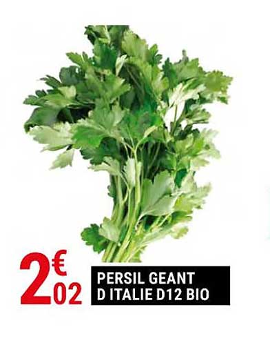 persil géant d'italie d12 bio