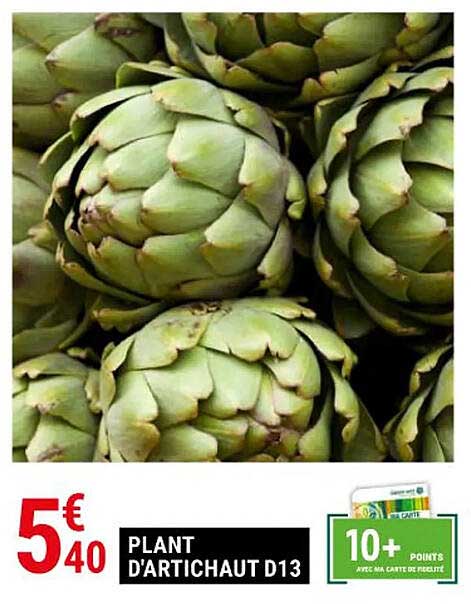 plant d'artichaut d13