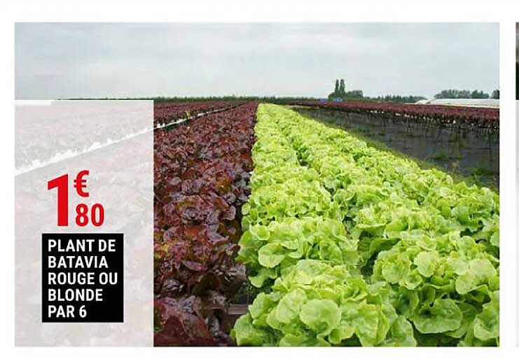 plant de batavia rouge ou blonde par 3