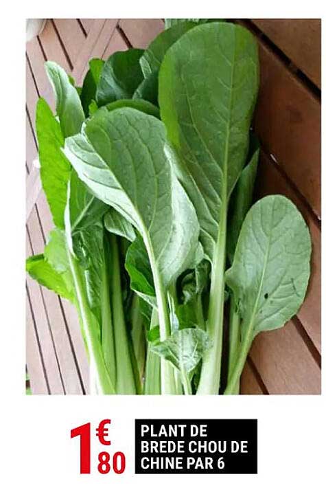 plant de brède chou de chine par 6