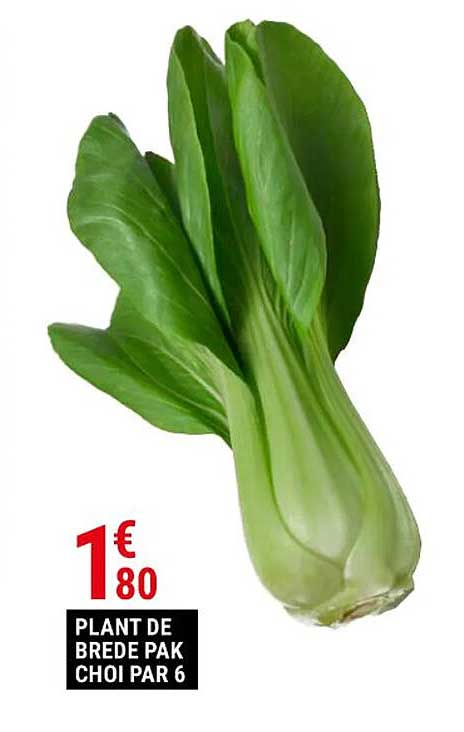 plant de brède pak choi par 6