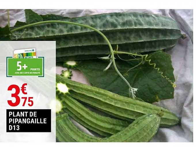 plant de pipangaille d13