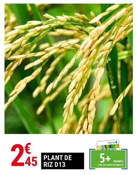 plant de riz d13