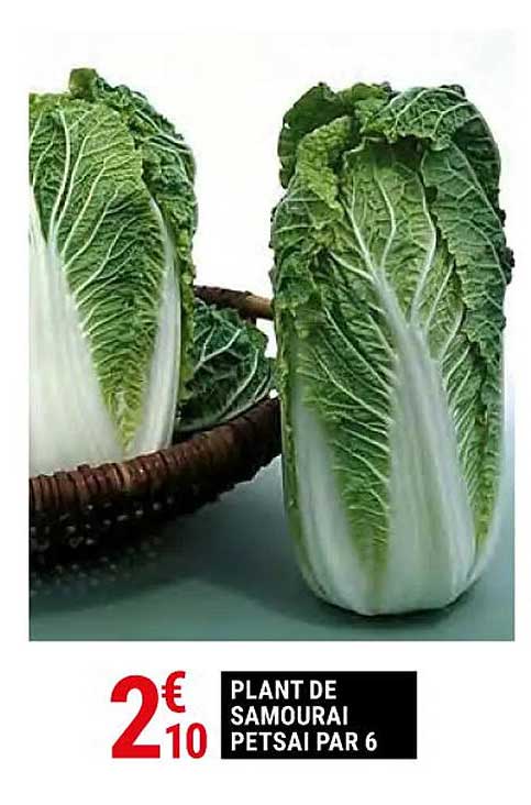 plant de samourai petsai par 6