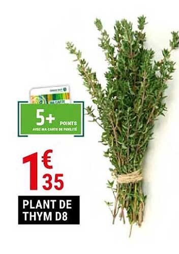 plant de thym d8