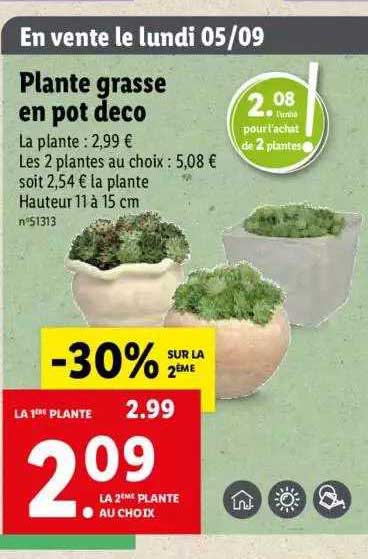 plante grasse en pot deco